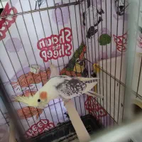 عروس هلندی ماده