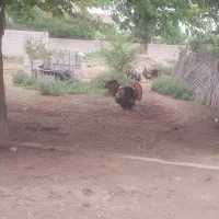 بوقلمون نر 1 ساله