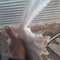 دم سیاه|حیوانات|زرند, |دیوار