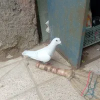 شامی هودی کرمانی نر