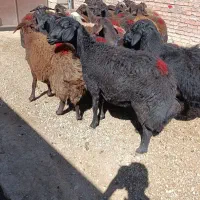سی راس گوسفند قزل افشار درجه یک همه جوان آبستن|حیوانات مزرعه|میاندوآب, |دیوار
