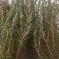 رزماری|گل و گیاه طبیعی|میانه, |دیوار