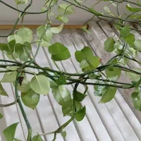 گل و گلدان پتوس|گل و گیاه طبیعی|قدس, شهرقدس|دیوار