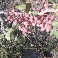 پیوند انواع درخت وهرس حرفه ای نهال