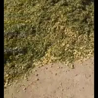 ذرت علوفه پر دان 7000