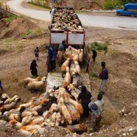 گوسفند زنده چراشده در مناطق کوهستانی و سرسبز|حیوانات مزرعه|تهران, گلستان (شهرک راه آهن)|دیوار