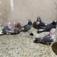 6تا کفتر حسابی مایه