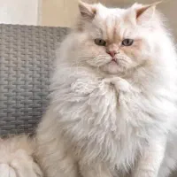 جفت گیری پرشین