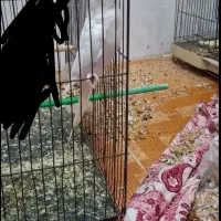 عروس هلندی ماده شش تخمه  معاوضه با سهره یا قناری|پرنده|ایذه, |دیوار