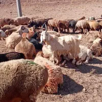 بزغاله شاخ راست|حیوانات مزرعه|تربت جام, جامرود|دیوار