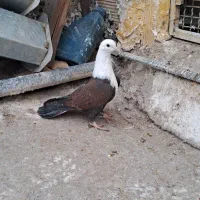 کبوتر مخمل|پرنده|مبارکه, |دیوار