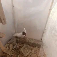 کفتر کبوتر.طوقی با جوجه سار چینی سینه مشدی.|پرنده|گلبهار, شهر جدید گلبهار|دیوار