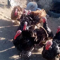 بوقلمون های نر طبیعی|حیوانات مزرعه|قره ضیاالدین, |دیوار