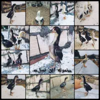 پیش خرید جوجه لاری (اوشامو افغان)