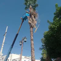 هرس.وبرش.|خدمات باغبانی و درختکاری|شیراز, شهرک گلستان|دیوار