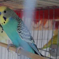 مرغ عشق|پرنده|اهواز, کوی فرهنگیان ۱|دیوار