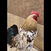 خروس نژاد دارقدر