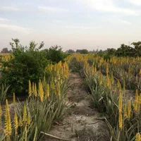 نشا و  برگ آلوئه ورا|گل و گیاه طبیعی|شیراز, شاهچراغ|دیوار