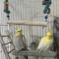 عروس هلندی|پرنده|قم, ولیعصر|دیوار