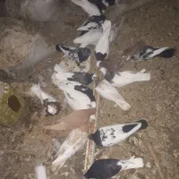 انواع کفتر کله،دم و سینه و طوق|پرنده|اقلید, |دیوار