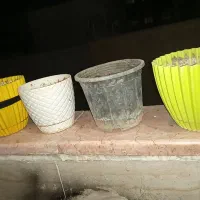 تعدادی گل و گلدان|گل و گیاه طبیعی|شاهین‌شهر, شهرک گلدیس|دیوار