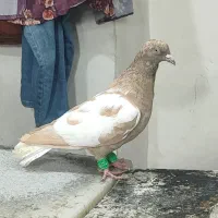 ابلغ زرد لاکی خال دم سرخ افشون