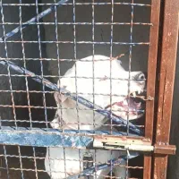 سگ داگو اصیل|سگ|کرج, گلشهر|دیوار