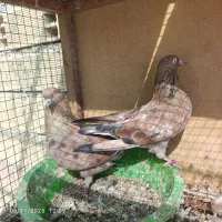 کبوترکلی|پرنده|بندر گناوه, |دیوار