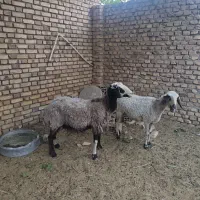 ۲عددمیش سالم|حیوانات مزرعه|یزد, |دیوار