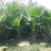 عرضه کننده انواع خدمات باغبانی
