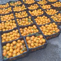 خریدار انواع لیمو وپرتقال وپرنارنج وگریپ قیمت۵۰|خدمات باغبانی و درختکاری|دزفول, |دیوار