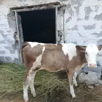 گاو وگوساله