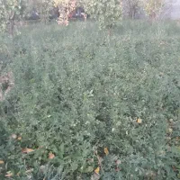 یونجه امسال|لوازم جانبی حیوانات|مرند, |دیوار