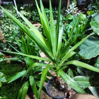 تخفیفات گل و گیاه مهران شروع شد|گل و گیاه طبیعی|بیرجند, |دیوار