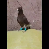 سرخ دم دم‌سفید