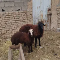 میش افشاری چهار دندون درجه یک بره دار