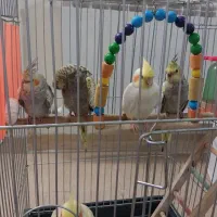 فروش عروس هلندی ماده۳ماهه ومولد ماده