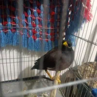 مرغ مینا|پرنده|اصفهان, بهارستان|دیوار