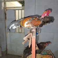 خروس محلی و جوجه