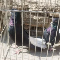 سیاه دم‌سفید نروماده