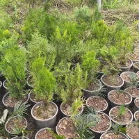 کاج .سانسوریا.سیکاس