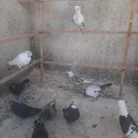 ده عددکبوترگرفتنی|پرنده|شاهرود, |دیوار