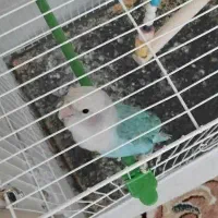 عروس هلندی وکوتوله دستی وسخنگو|پرنده|بیرجند, |دیوار