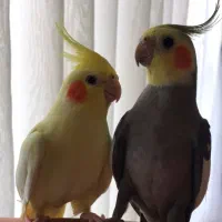 عروس هلندی،جفت نر و ماده