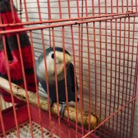 طوطی برزیلی کوتوله