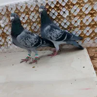 کفتر|پرنده|مشهد, انصار|دیوار