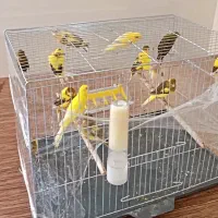 مغازه قناری فروشی عالیشهر|پرنده|بوشهر, |دیوار