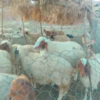 ورن سنجابی|حیوانات مزرعه|دره شهر, |دیوار