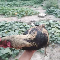 مرغ و خروس