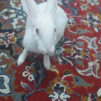 خرگوش سفید
